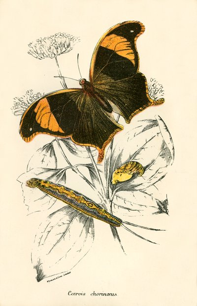 Mariposas de English School