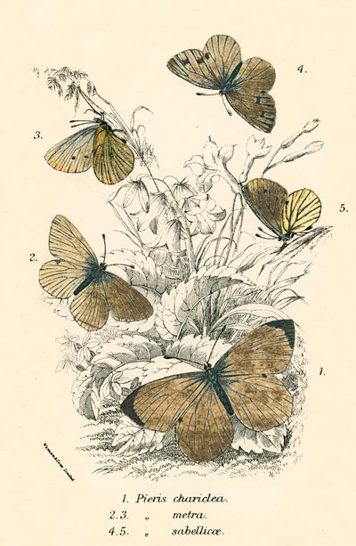Mariposas de English School