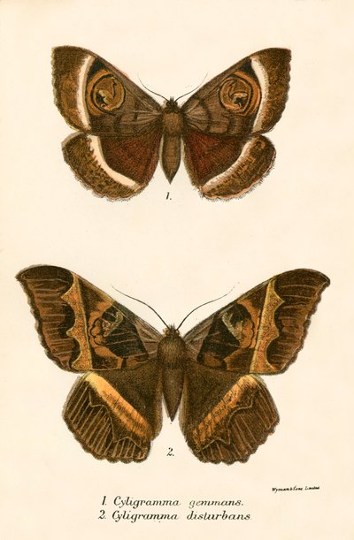 Mariposas de English School
