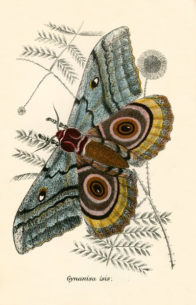 Mariposas de English School