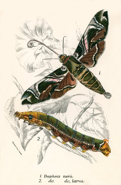 Mariposas de English School