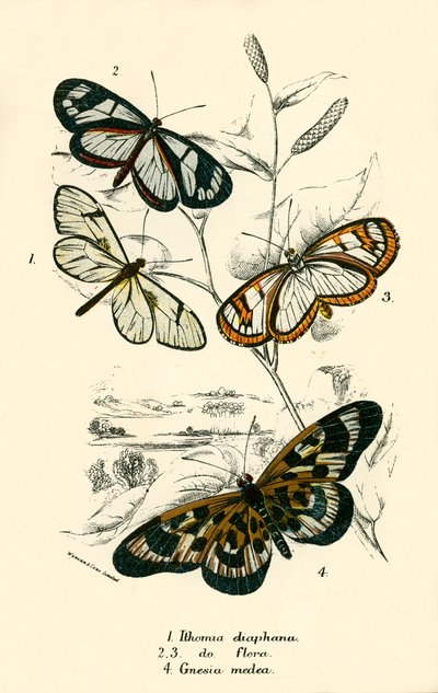 Mariposas de English School