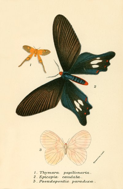 Mariposas de English School
