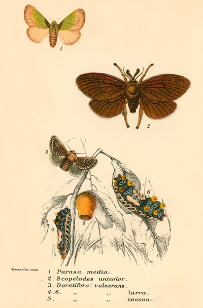 Mariposas de English School