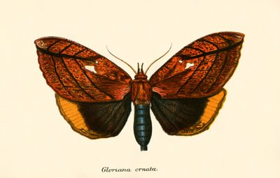 Mariposas de English School
