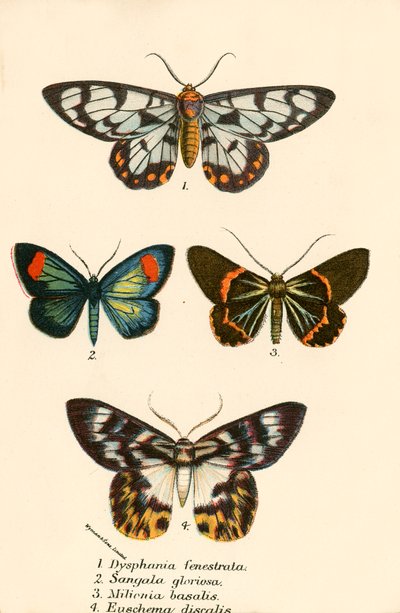 Mariposas de English School