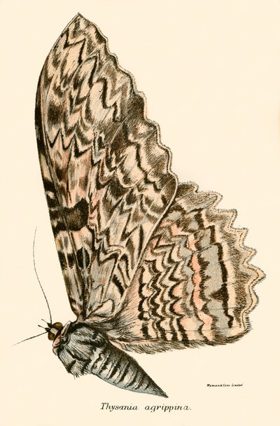 Mariposas de English School