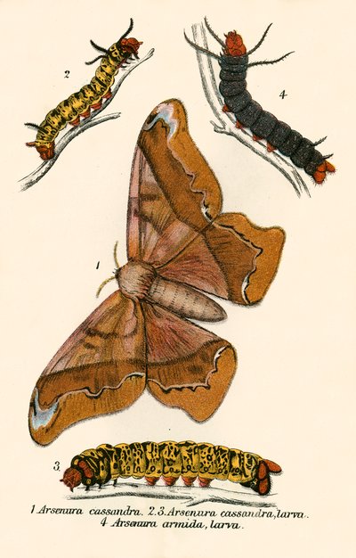 Mariposas de English School