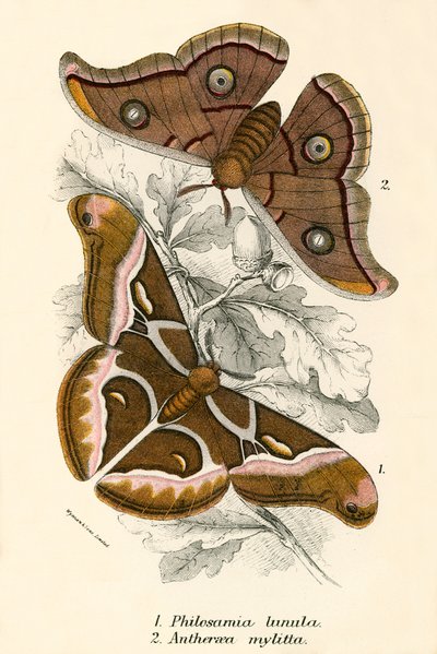 Mariposas de English School