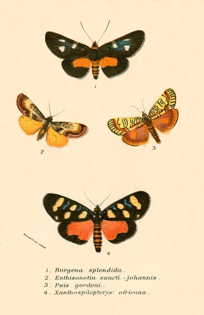 Mariposas de English School