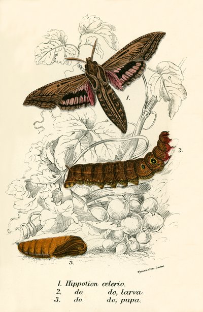 Mariposas de English School
