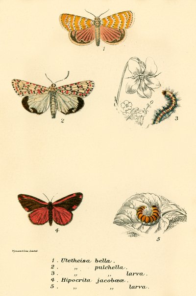Mariposas de English School