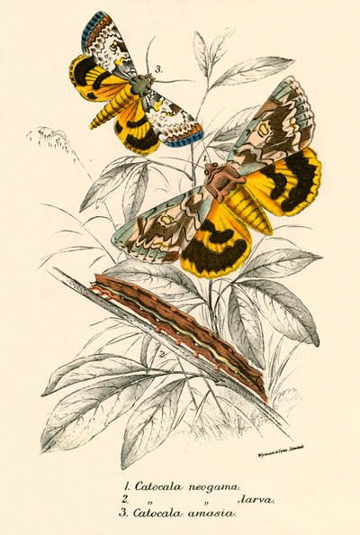 Mariposas de English School