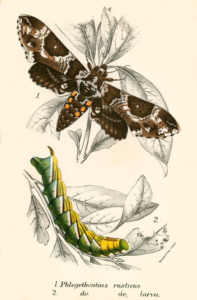 Mariposas de English School