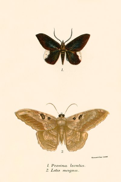 Mariposas de English School