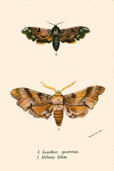 Mariposas de English School