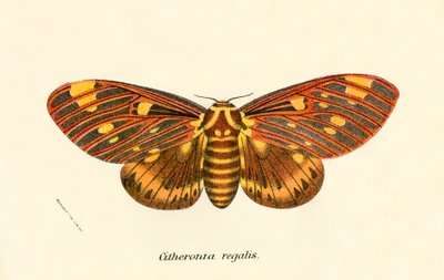 Mariposas de English School