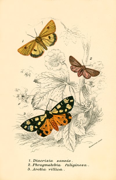 Mariposas de English School