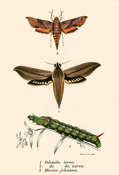 Mariposas de English School