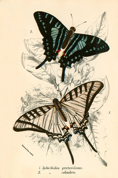 Mariposas de English School