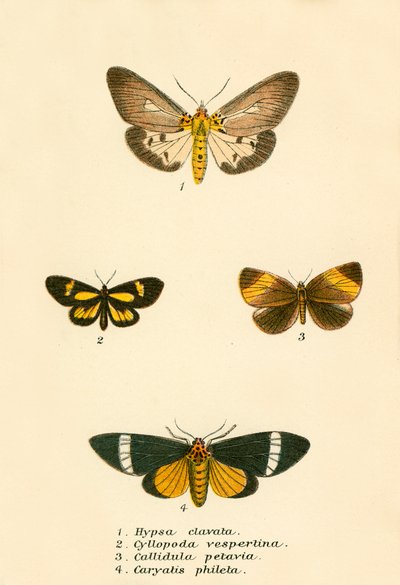 Mariposas de English School