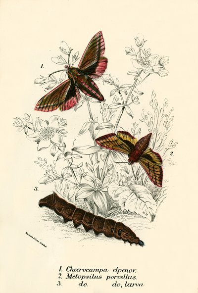 Mariposas de English School