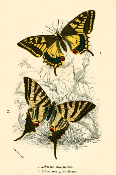Mariposas de English School