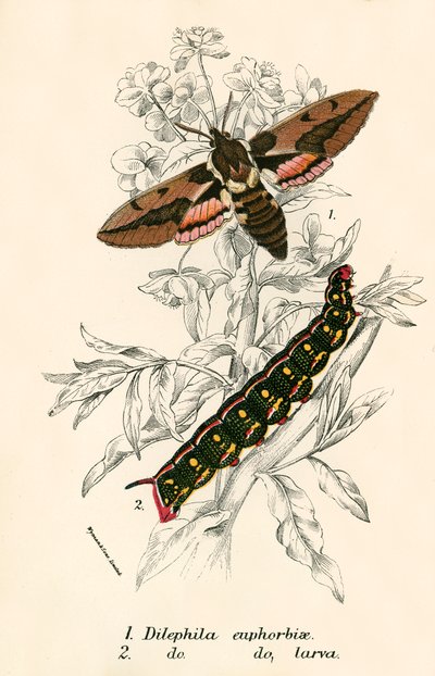 Mariposas de English School