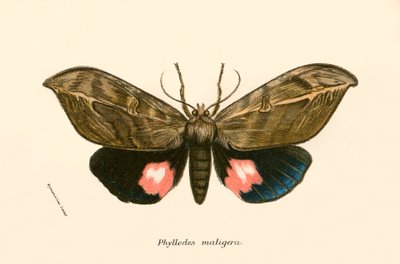 Mariposas de English School