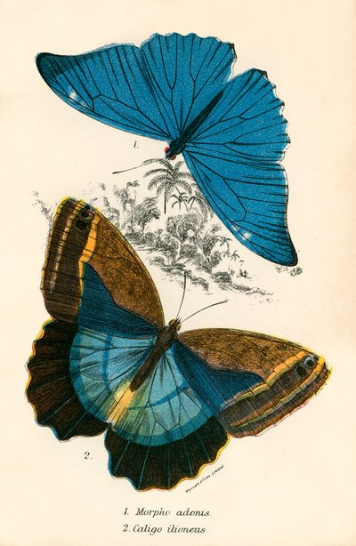 Mariposas de English School