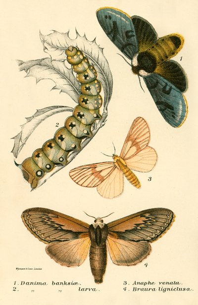 Mariposas de English School