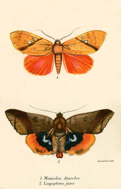 Mariposas de English School