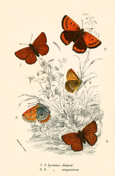 Mariposas de English School