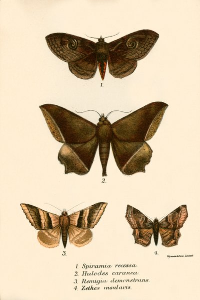 Mariposas de English School