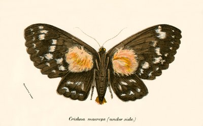 Mariposas de English School