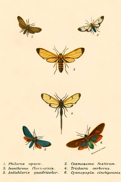 Mariposas de English School