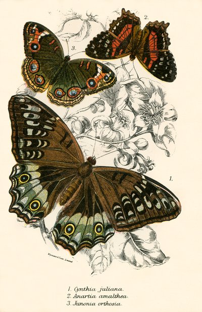 Mariposas de English School