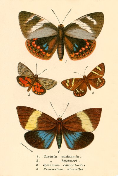 Mariposas de English School