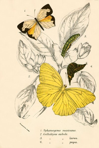 Mariposas de English School
