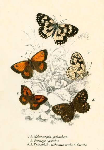 Mariposas de English School