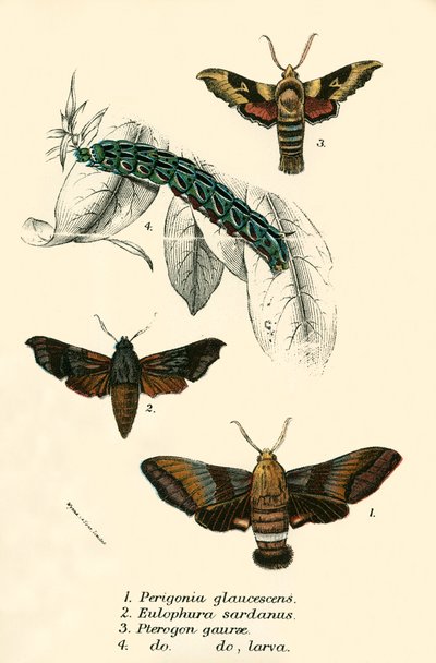 Mariposas de English School