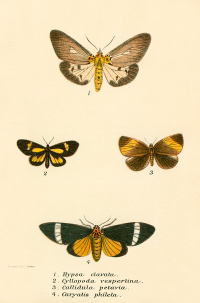 Mariposas de English School