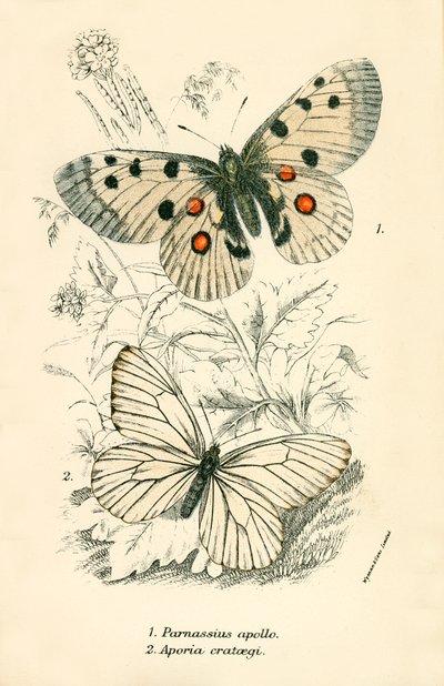 Mariposas de English School