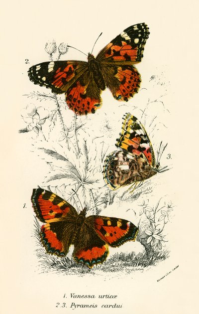 Mariposas de English School