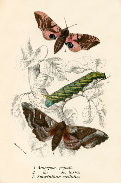 Mariposas de English School