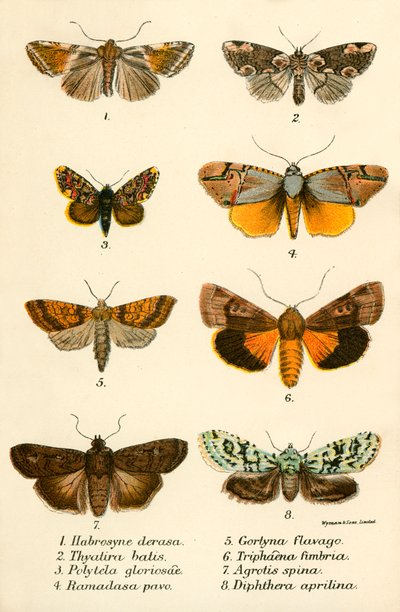 Mariposas de English School
