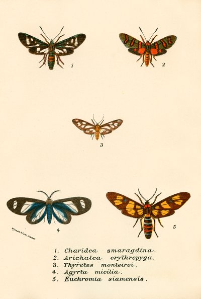 Mariposas de English School