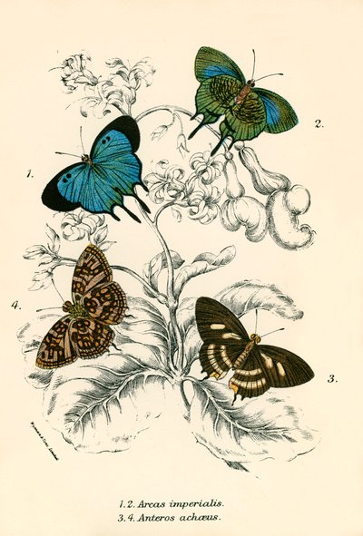 Mariposas de English School