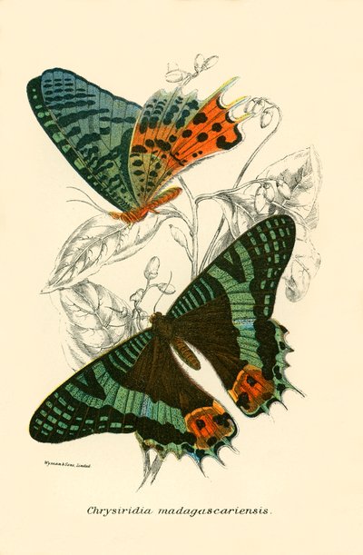 Mariposas de English School