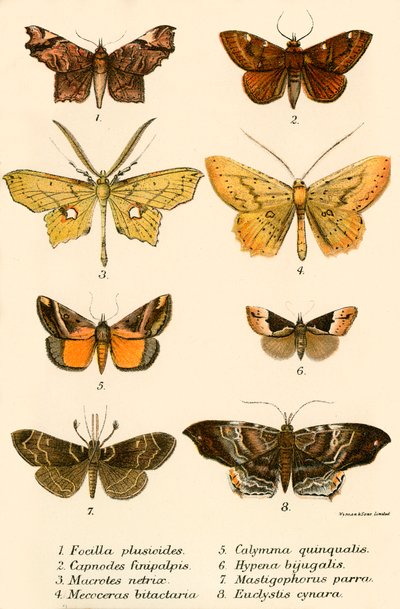 Mariposas de English School